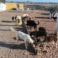 photo de livraison pour Comme Chiens et Chats Maroc