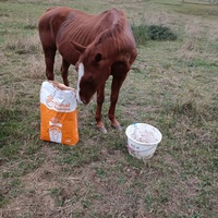 photo de livraison pour Les Crinières de Salherm