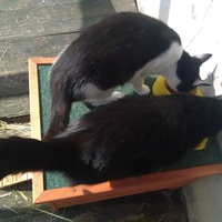 photo de livraison pour Paroles de Chats