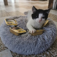 photo de livraison pour Stérilcat 80