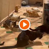 photo de livraison pour Le Coeur sur la Patte