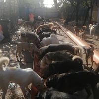 photo de livraison pour Europe4strays