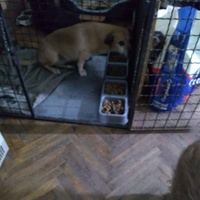 photo de livraison pour Lina's animal rescue