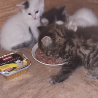 photo de livraison pour Pour l'Amour des Chats