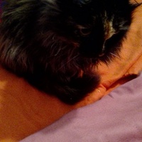 photo de livraison pour Chats-sos