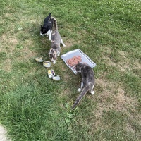 photo de livraison pour SADF (Sauvetage des animaux domestiques de France)