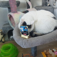 photo de livraison pour Association Les Chat'mis de Caramel
