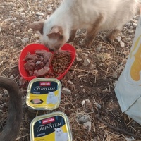 photo de livraison pour Les Chats-Pitresdelavi-Ste