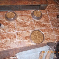 photo de livraison pour Pro Animals Finland ry