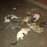 photo de livraison pour Kawthar Maree
