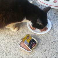 photo de livraison pour Les Chats libres de Calvisson