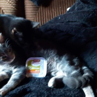 photo de livraison pour Les Chats de la Tour