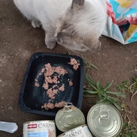 photo de livraison pour Les Chats-Pitresdelavi-Ste