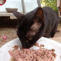 photo de livraison pour Association Des  Chats  De Hyeres