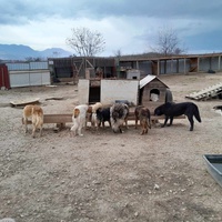 photo de livraison pour Happy Shelter Skopje