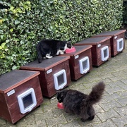 photo de livraison pour Les Chats Libres de Nimes Agglo