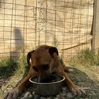 photo de livraison pour Animals voice Macedonia