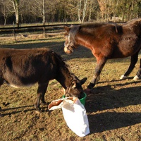 photo de livraison pour Les Sans Famille