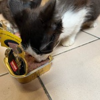 photo de livraison pour Bien vivre avec les Chats Sallélois