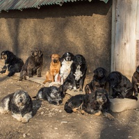 photo de livraison pour Azil Bella