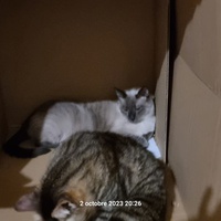 photo de livraison pour Chats Libres des Hauts Cantons de l'Hérault