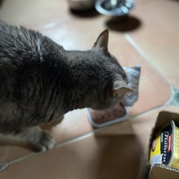 photo de livraison pour Les Chats de Condom 32