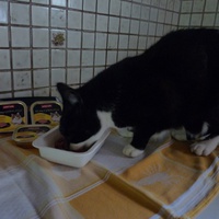 photo de livraison pour Chats Heureux