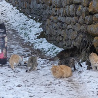 photo de livraison pour Jardin des Chats