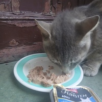photo de livraison pour Au Rendez-vous des Animaux