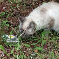 photo de livraison pour Cat Miaou