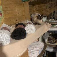photo de livraison pour Les chats de chez nous