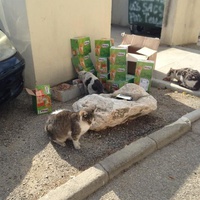 photo de livraison pour Les chats Port-Saint-Louisiens