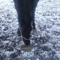 photo de livraison pour HELP