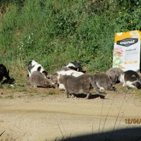 photo de livraison pour Protection Animale Amélienne