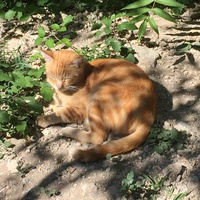 photo de livraison pour Les Chats Perchés de Mirmande