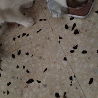 photo de livraison pour Chats Grains d'Amour