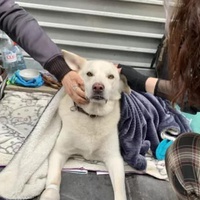 photo de livraison pour Croquette et Macadam