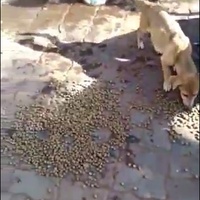 photo de livraison pour Comme Chiens et Chats Maroc