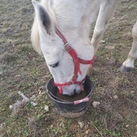 photo de livraison pour Equi-Libre : Droit à la Retraite Equine