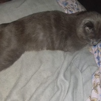 photo de livraison pour Les Chats'nonymes