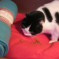 photo de livraison pour Au Bonheur des Chats Libres