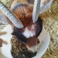 photo de livraison pour Sanctuaire Paradis d'Animaux