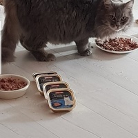 photo de livraison pour La Vraie Magie des Chats