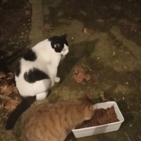 photo de livraison pour Les chats libres de Caro