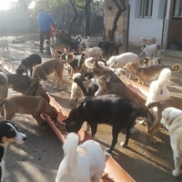 photo de livraison pour Europe4strays