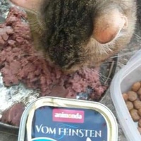 photo de livraison pour Les Chats-Pitresdelavi-Ste