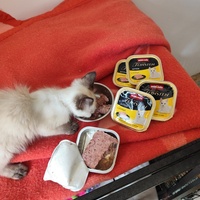 photo de livraison pour Le Gang des Matous