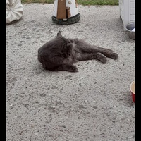 photo de livraison pour Stérilcat 80