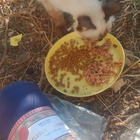 photo de livraison pour Les Chats-Pitresdelavi-Ste