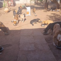 photo de livraison pour Help Adopt Moroccan Animals